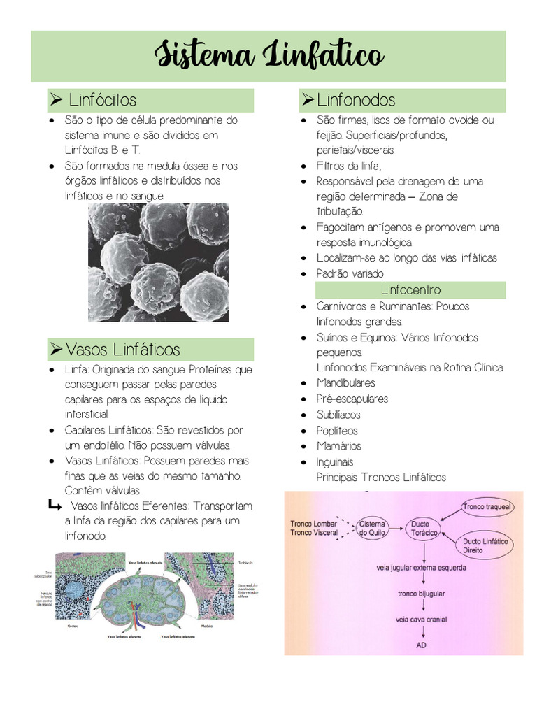 Sistema Linfatico Pdf Sistema Linfático Baço