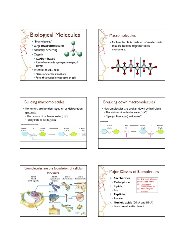 Understanding Biomolecules and Nutrition | PDF | Carbohydrates ...