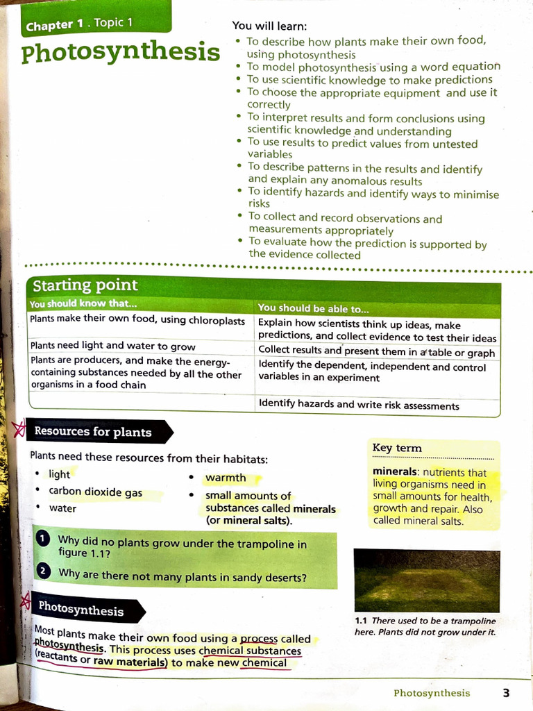 Understanding Photosynthesis in Plants | PDF | Stoma | Leaf