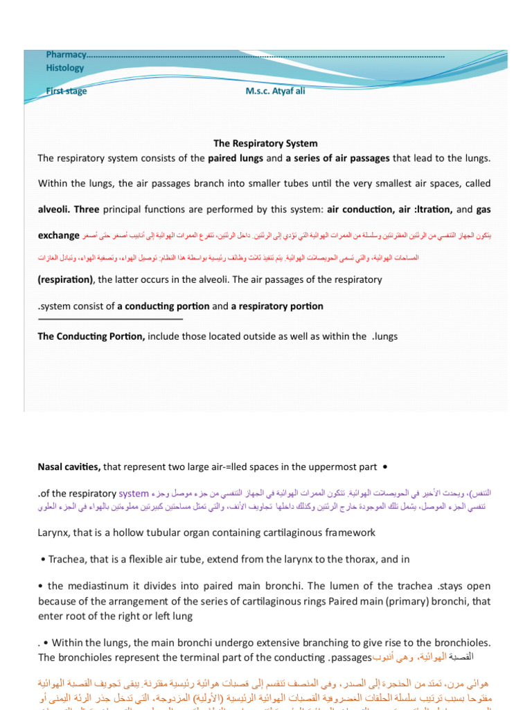 Overview of the Respiratory System | PDF | Lung | Respiratory System