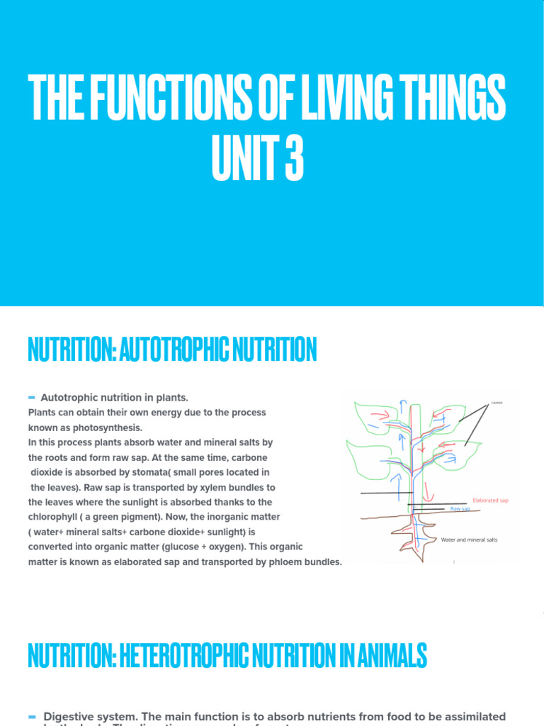 Functions of Living Things Explained | PDF | Nutrition | Diet & Nutrition