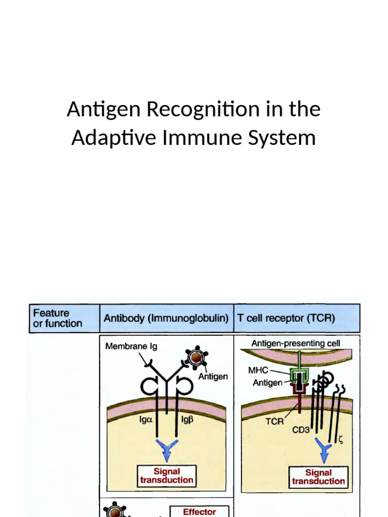 Antigen Recognition in the Adaptive Immune System | PDF