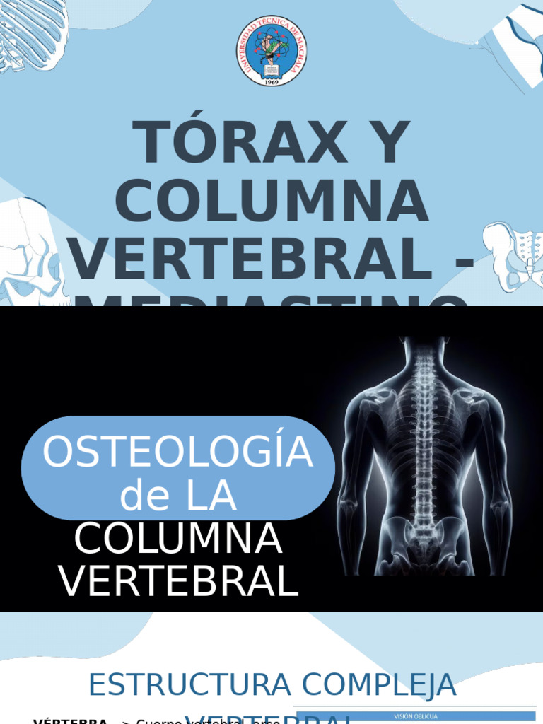 Anatomía y Funciones de la Columna Vertebral | PDF | La columna ...