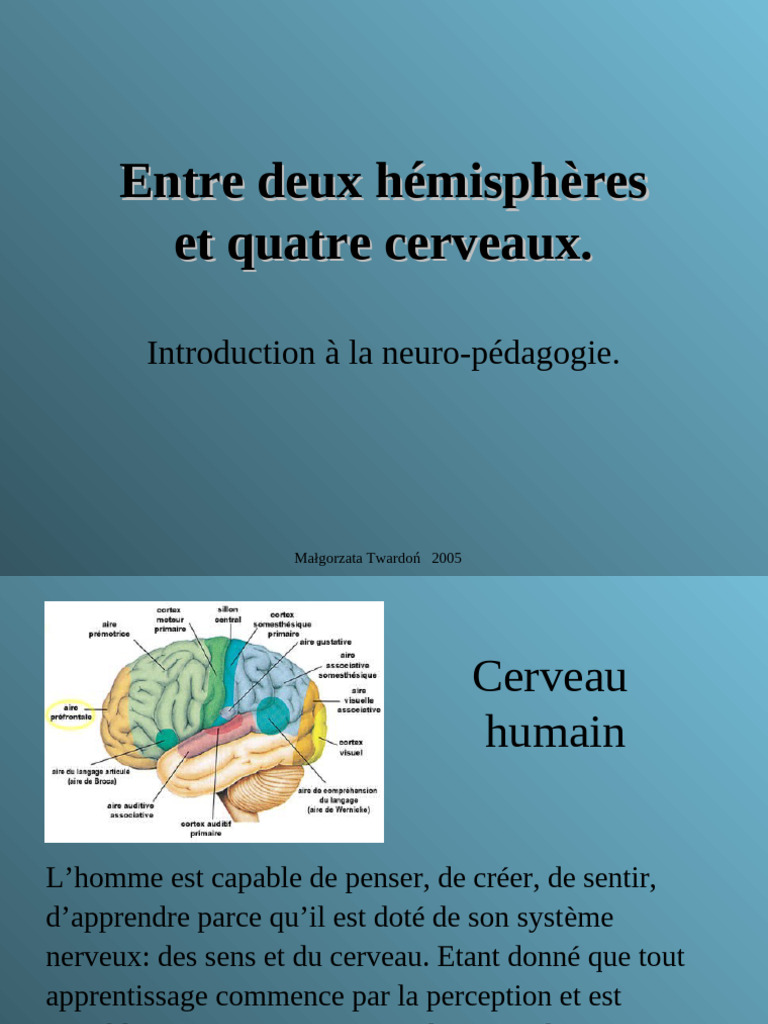 Neuro-pédagogie et fonctionnement du cerveau | PDF | Cerveau ...