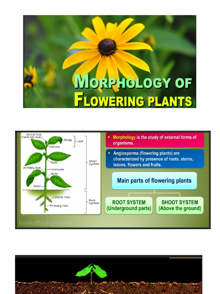 Morphology of Flowering Plants | PDF