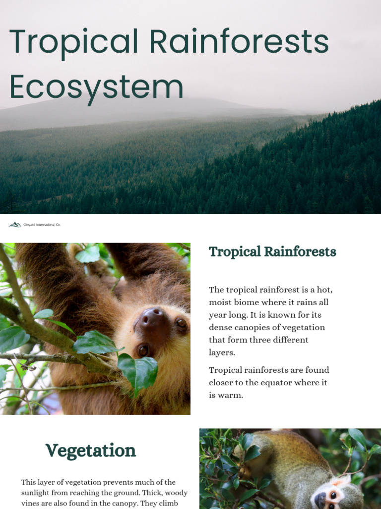 DOC-20241204-WA0025. | PDF | Rainforest | Canopy (Biology)