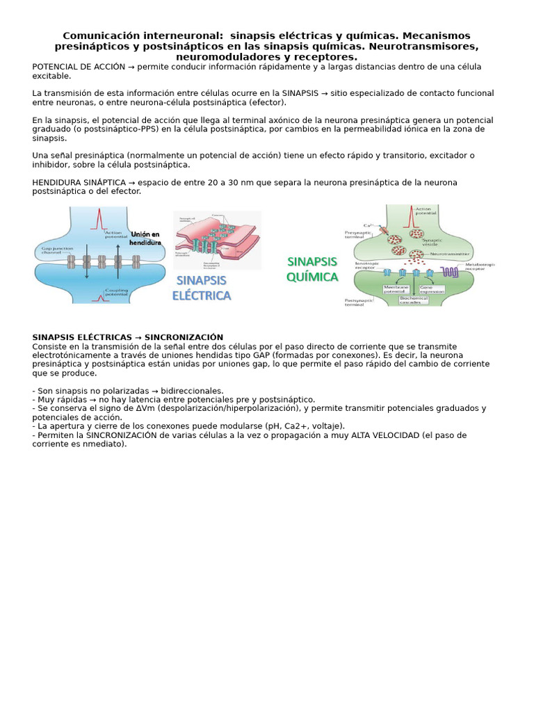 Sinapsis: Eléctricas y Químicas en Neuronas | PDF | Sinapsis | Sinapsis ...