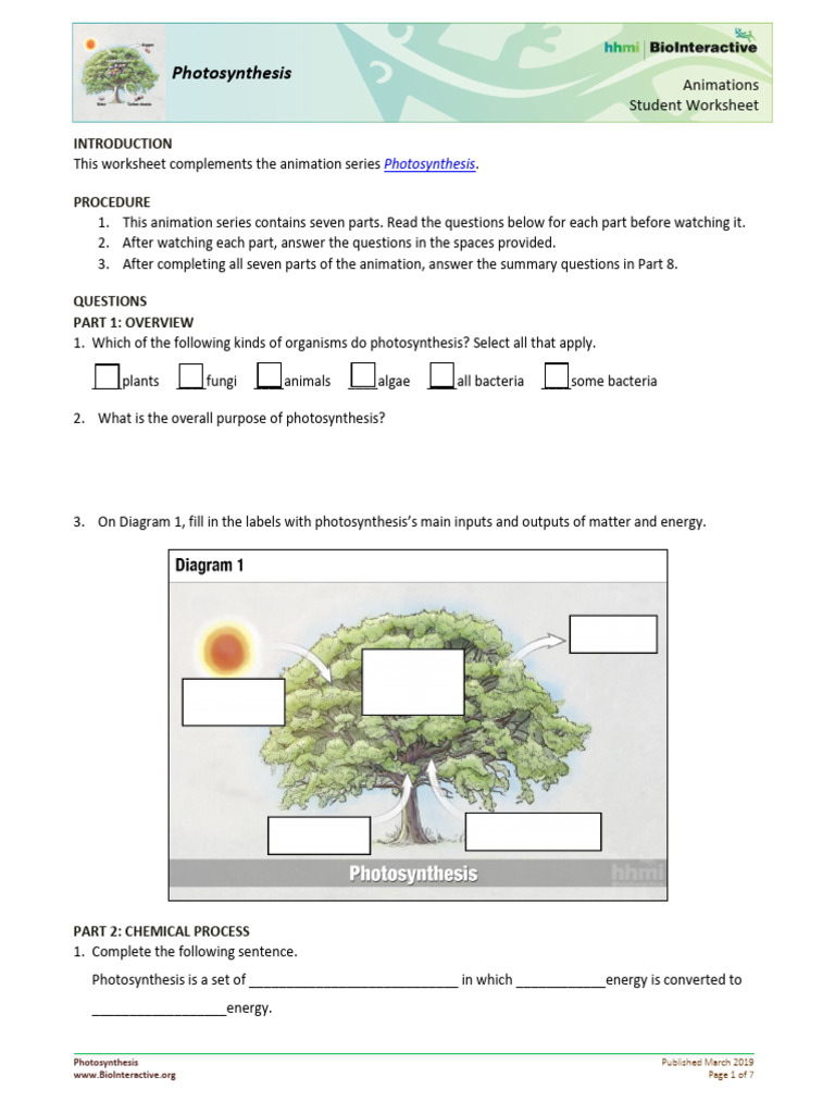 Photosynthesis Student Worksheet Guide | PDF | Photosynthesis | Physiology