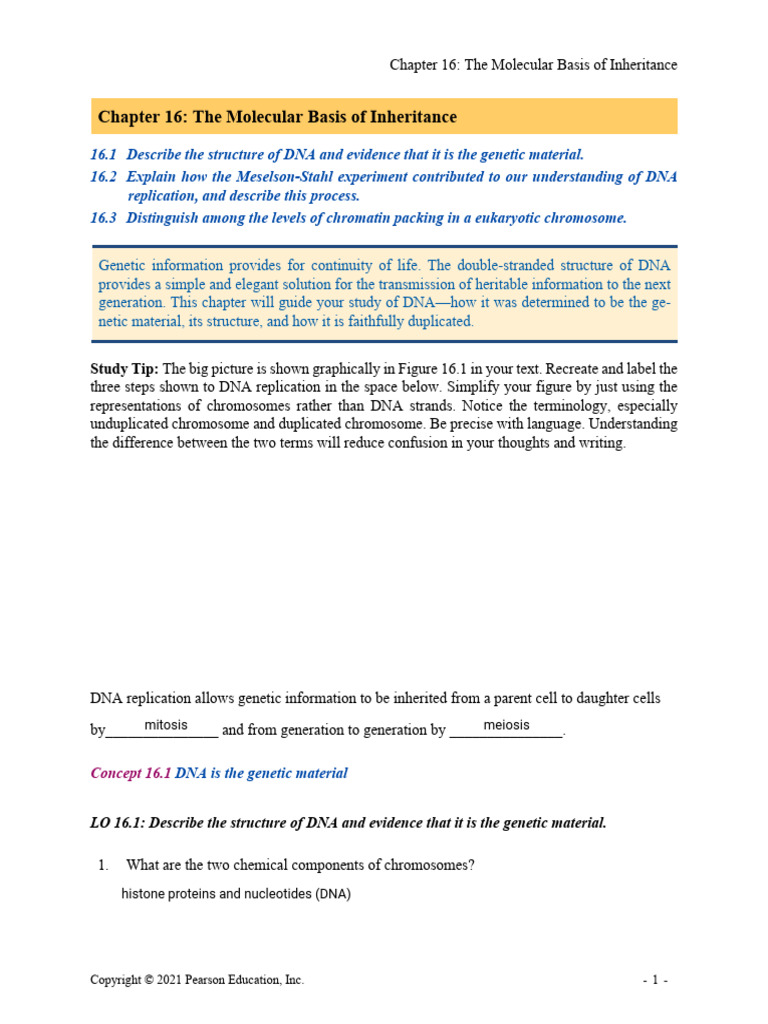 ARG CH 16 - The Molecular Basis of Inheritance | PDF | Dna Replication ...