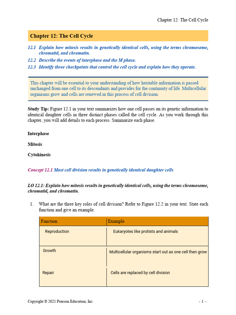 Understanding the Cell Cycle Process | PDF | Mitosis | Cell Cycle