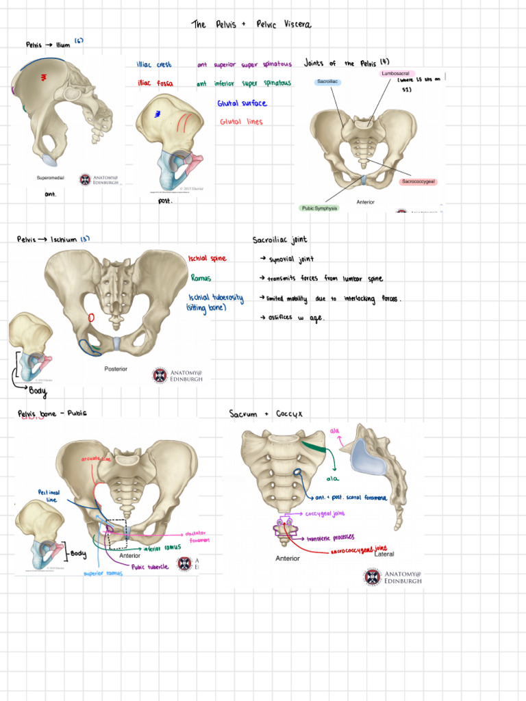 Anatomy of the Pelvis and Viscera | PDF | Pelvis | Genitourinary System