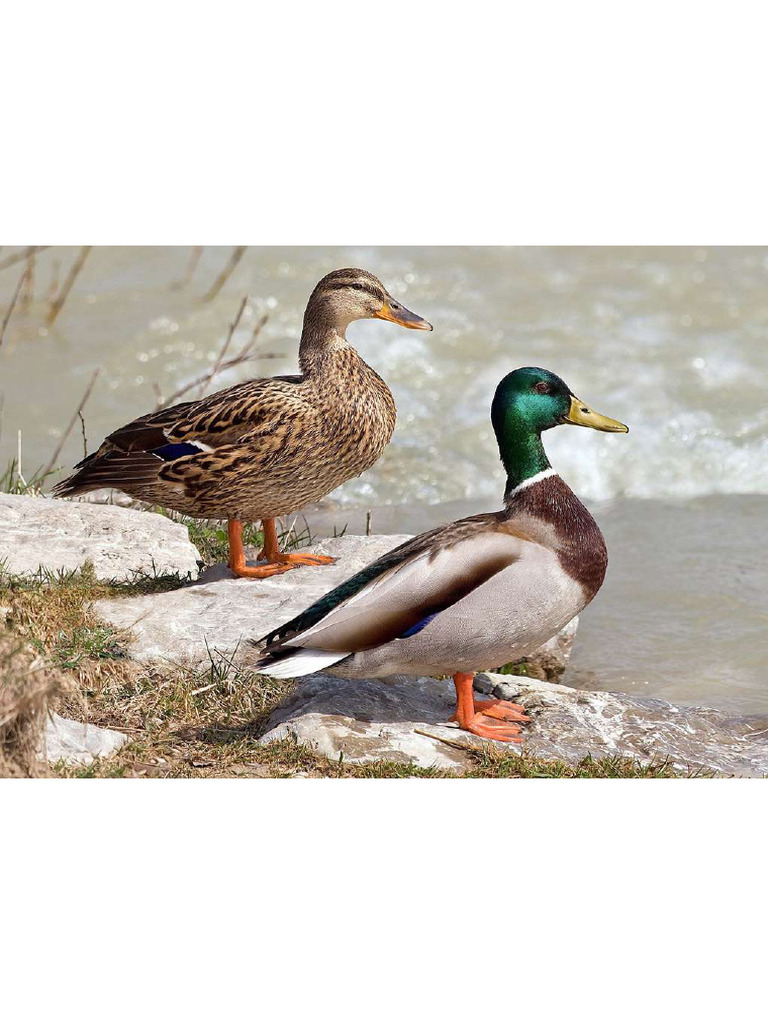 Duck | PDF