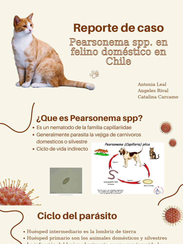 Reporte de caso Pearsonema en Chile | PDF | Urología | Especialidades ...