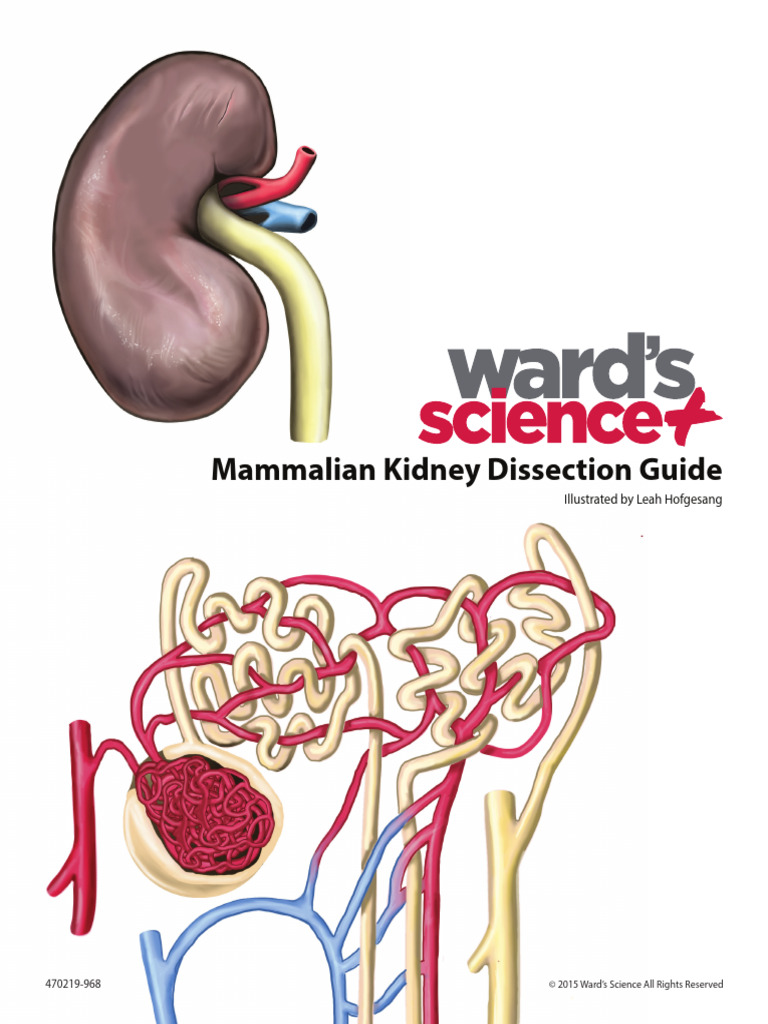 Mammalian Kidney Dissection Guide | PDF | Kidney | Urinary System
