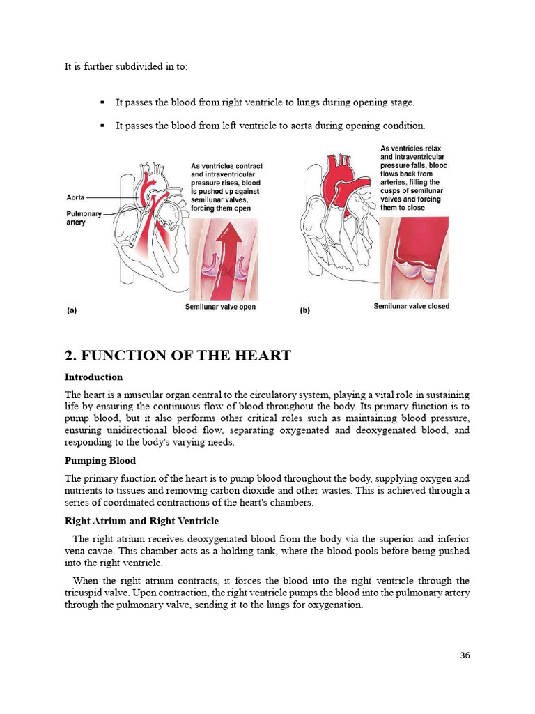 Human Anatomy and Physiology Notes-36-52 | PDF | Heart | Heart Valve