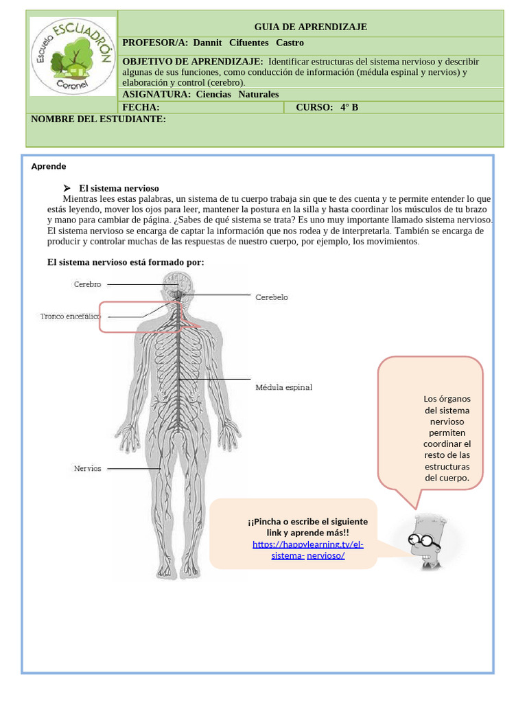 Guía Ciencias Sistema Nervioso 4°B | PDF | Cerebro | Sistema nervioso