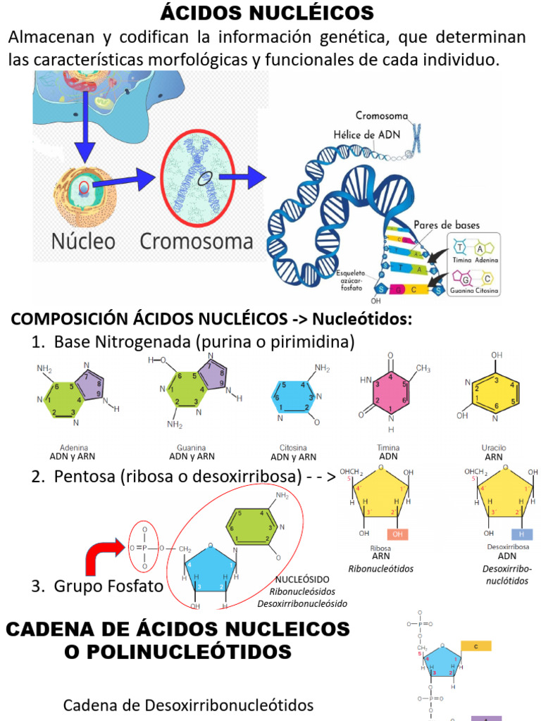 Estructura y Replicación de Ácidos Nucleicos | PDF | Replicación De Adn ...