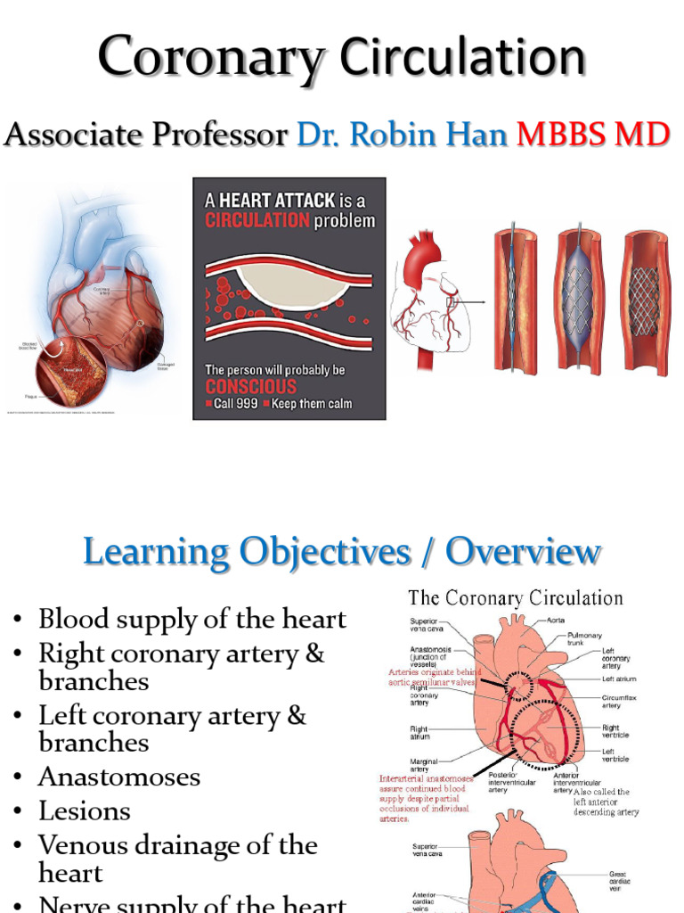 Coronary Circulation Pathways Explained | PDF | Coronary Circulation ...