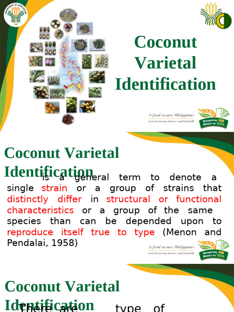 Coconut Varieties in the Philippines | PDF | Coconut | Plants