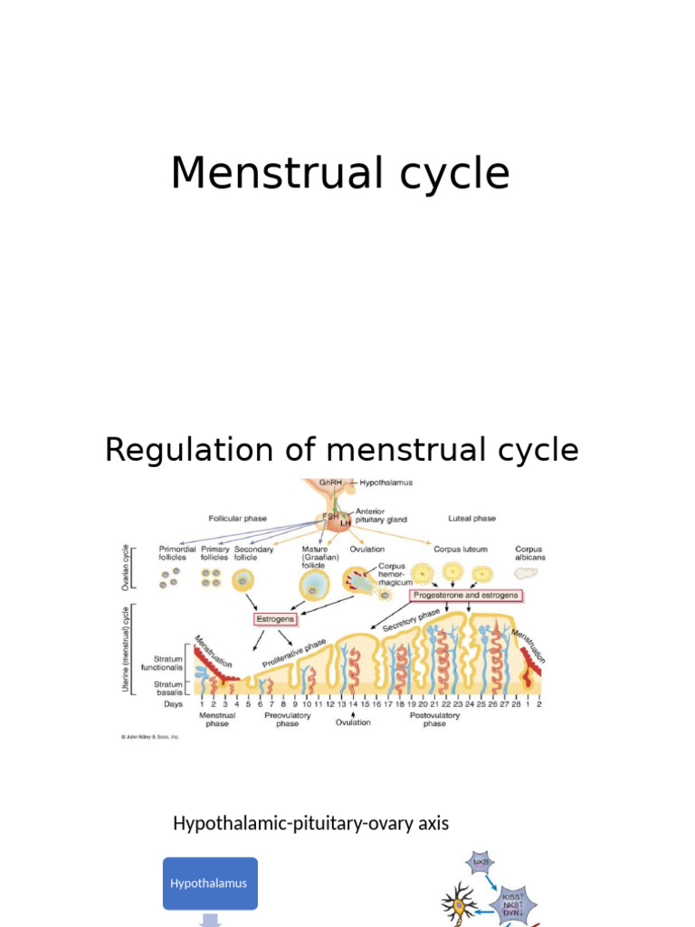 Menstrual Cycle | PDF | Menstrual Cycle | Luteinizing Hormone