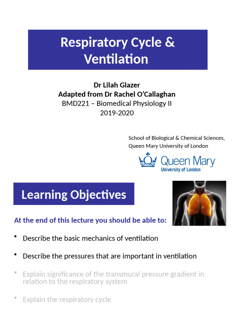 Respiratory Cycle Ventilation Notes Under Slide - BMD221_LG_class (1 ...