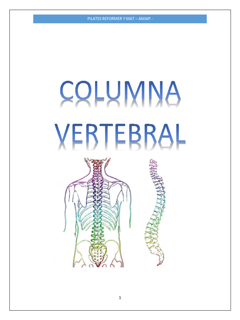 Anatomía y Función de las Vértebras | PDF | La columna vertebral | Vértebra
