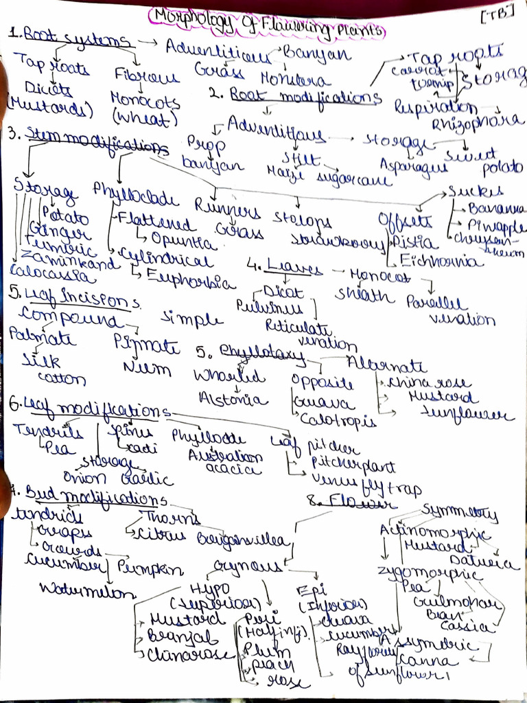 Morphology of Flowering Plants (Examples) | PDF | Plant