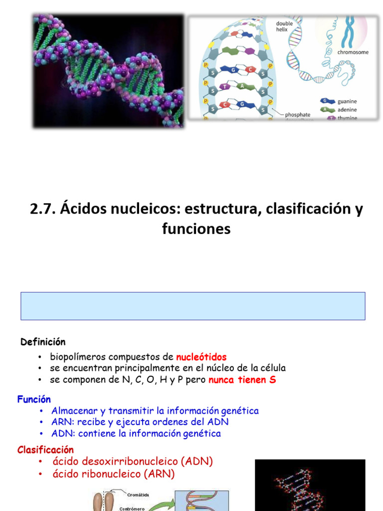 Introducción a los Ácidos Nucleicos | PDF | Ácidos nucleicos | Adn