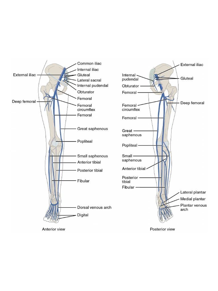 2136ab Lower Limb Veins Anterior Posterior | PDF
