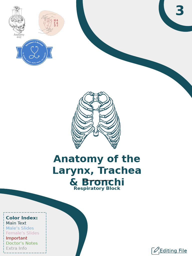 Anatomy of Larynx and Trachea Overview | PDF | Larynx | Lung