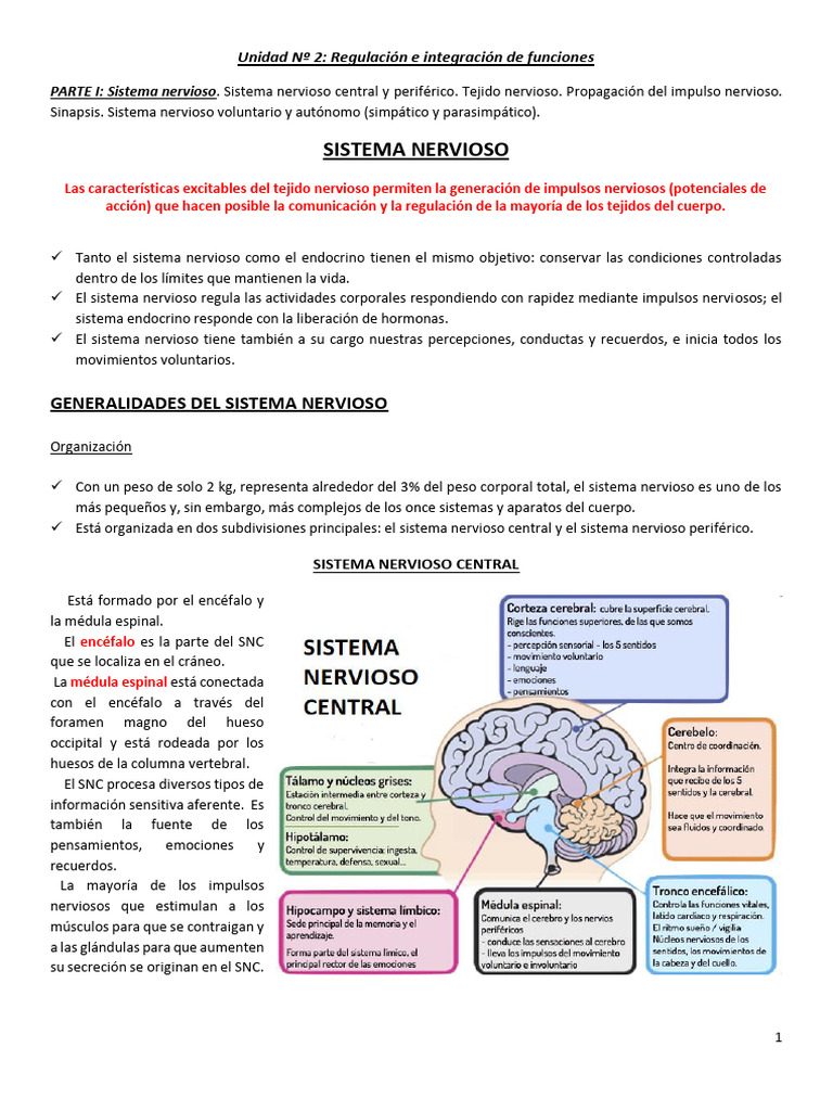 Sistema Nervioso | PDF | Sinapsis | Axon