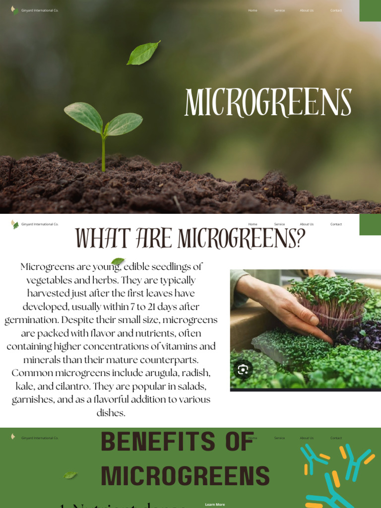 Green Modern Gardening Presentation 20240814 113644 0000 | PDF