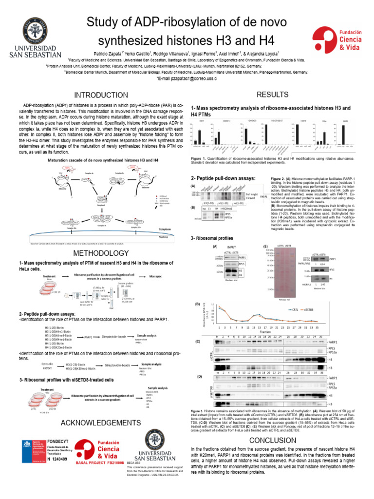 Poster 2024 PZ | PDF | Histone | Structural Biology