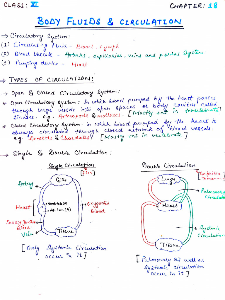 Body Fluids and Circulation | PDF | Atrium (Heart) | Heart