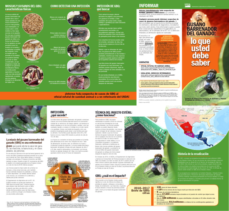 Gusano Barrenador | PDF | Mosca | Insectos