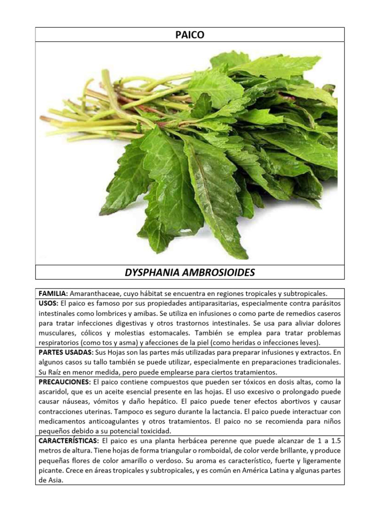 Propiedades y usos del paico | PDF