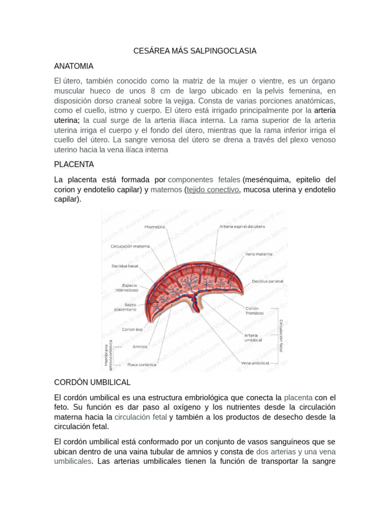 Cesárea y Salpingoclasia: Procedimiento Quirúrgico | PDF | Útero | Feto