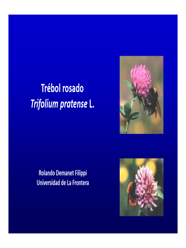 Rendimiento de Trébol Rosado en Chile | PDF