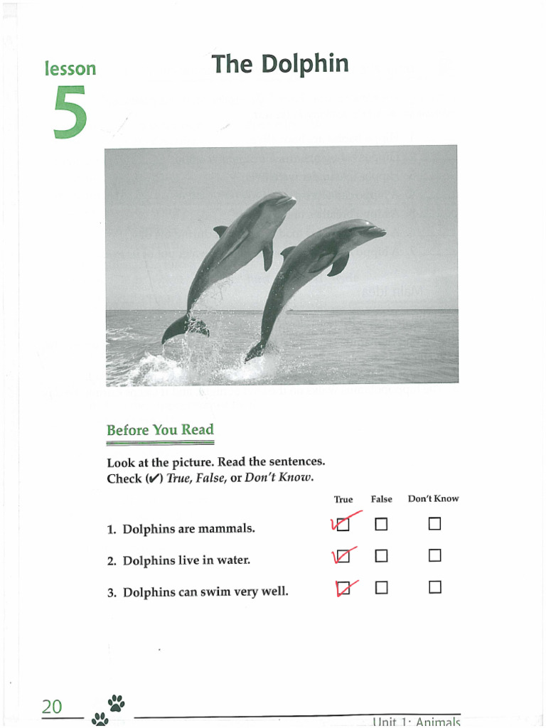 The Dolphin | PDF