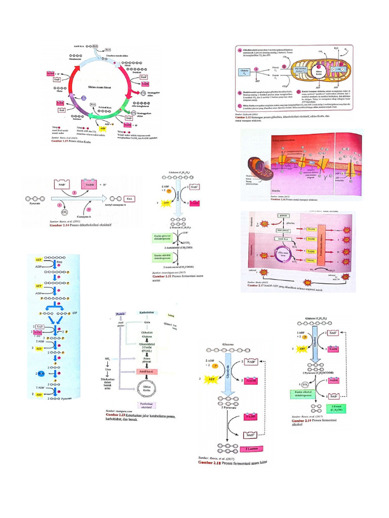 Bioo | PDF