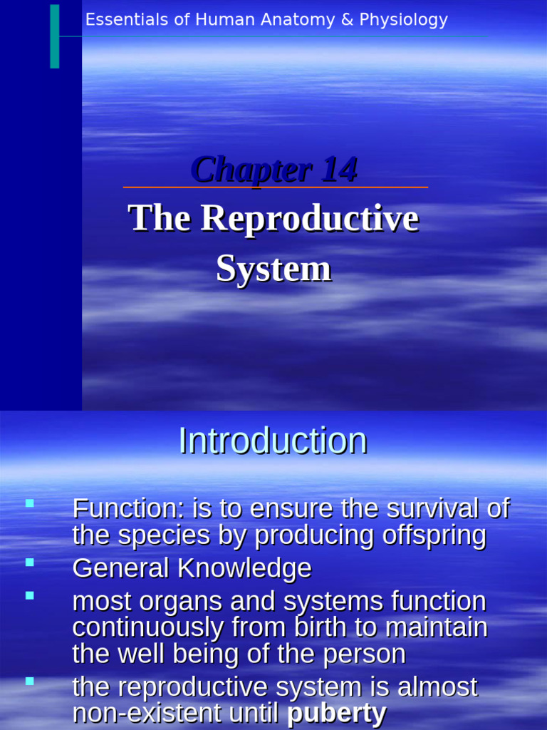 Reproductive System Overview | PDF | Menstrual Cycle | Ovary