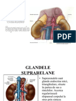 Glande Suprarenale