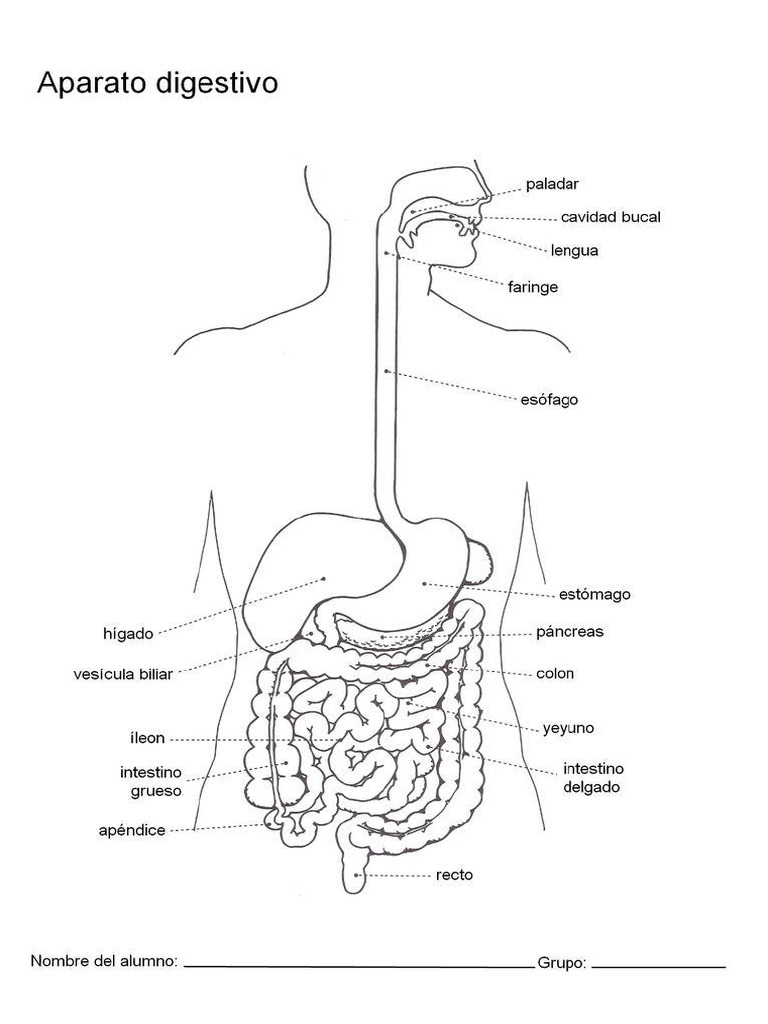 Esquema Del Sistema Digestivo Pdf
