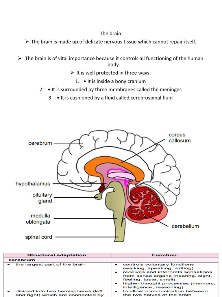 Brain Structure and Protection | PDF