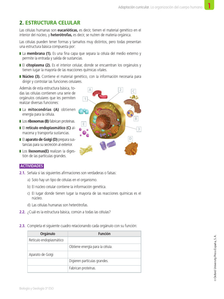 Estructura y funciones de las células humanas | PDF | Biología Celular ...
