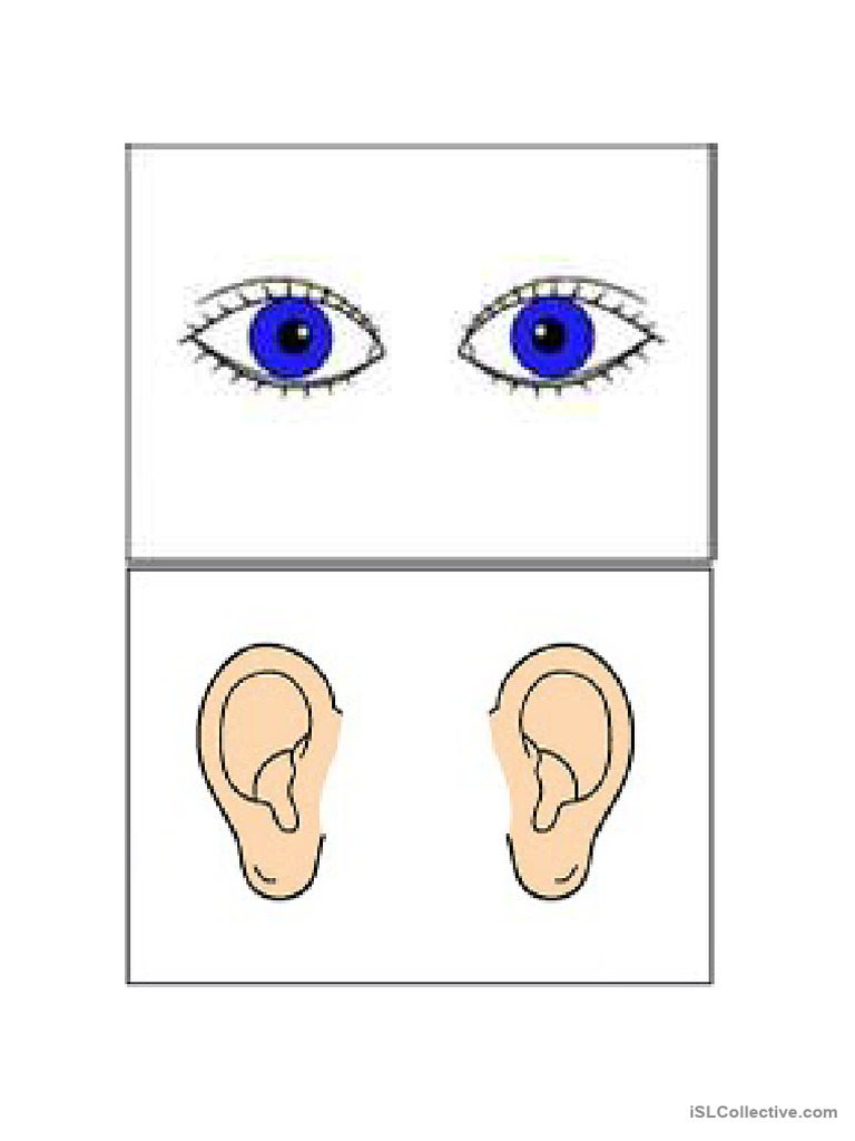 Body Parts Flashcards | PDF