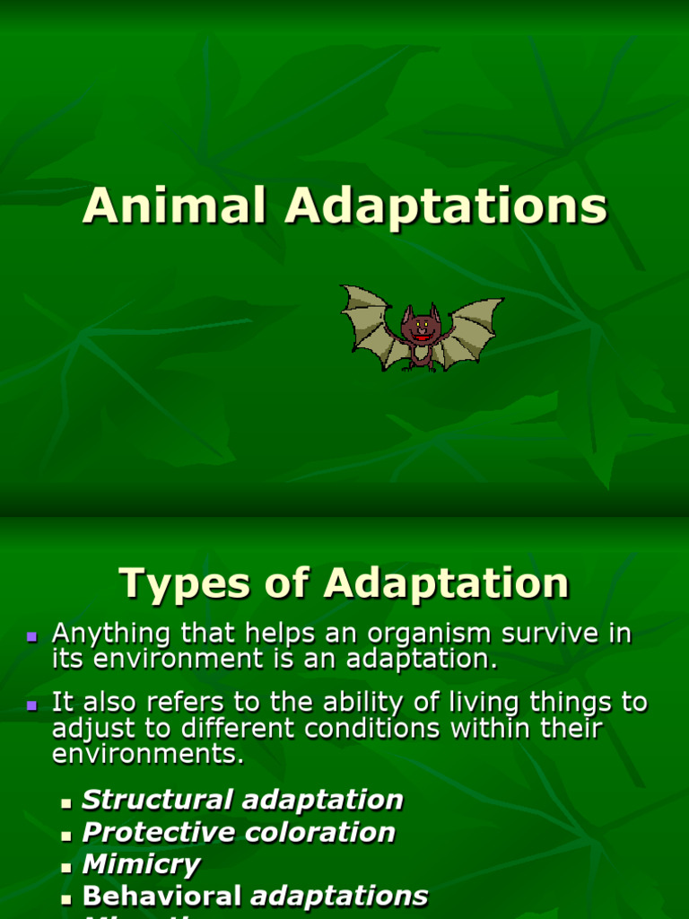 17.animal Adaptations 2017 | PDF | Adaptation | Camouflage