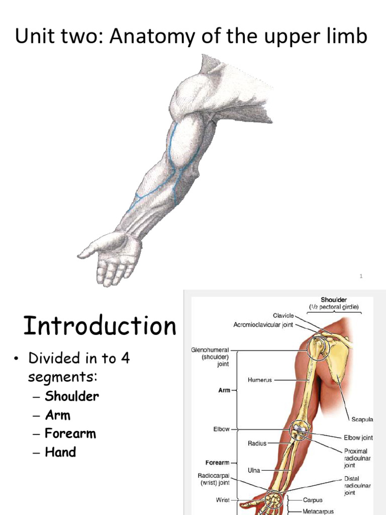 2, Anatomy of the upper limb | PDF | Arm | Elbow