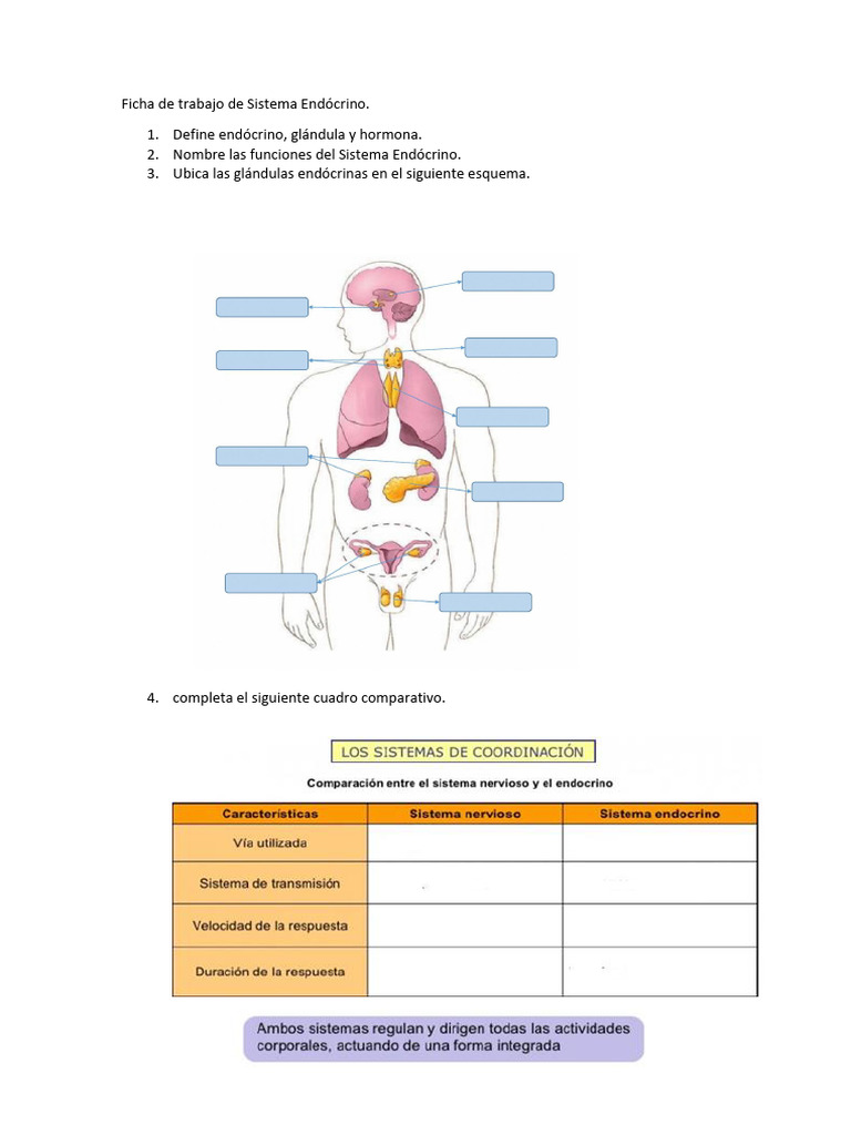 Ficha de Sistema Endocrino_af06a937b6980e3dd5091eb1b8af1f47 | PDF