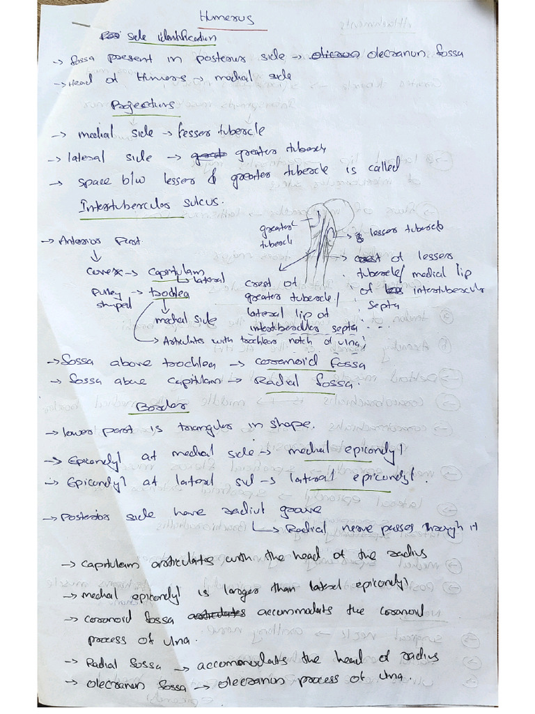 humerus | PDF